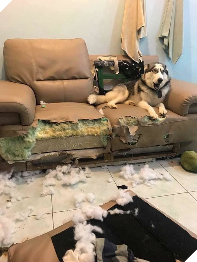 Kiếp Sen đáng thương: Boss đã quậy nát căn phòng mà còn có thái độ như thế này đây! 31