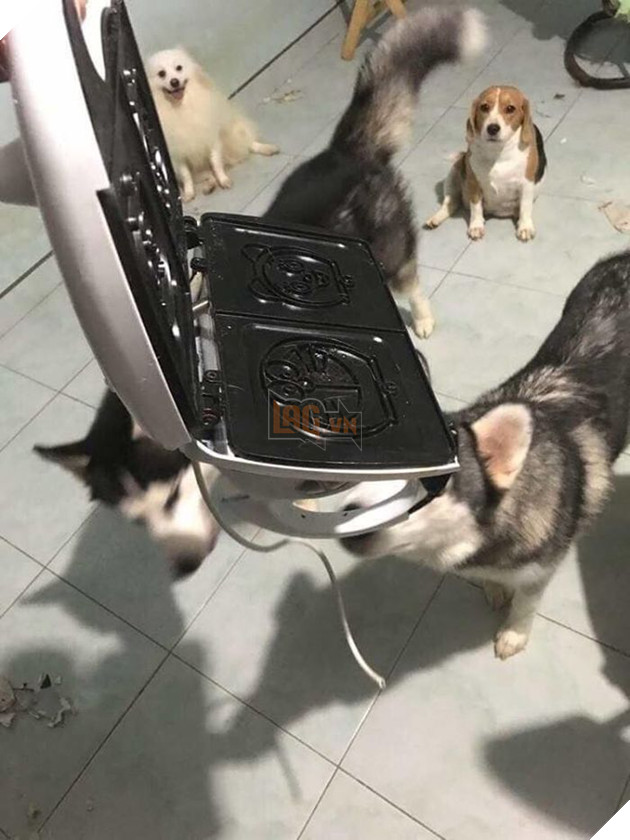 Kiếp Sen đáng thương: Boss đã quậy nát căn phòng mà còn có thái độ như thế này đây! 12