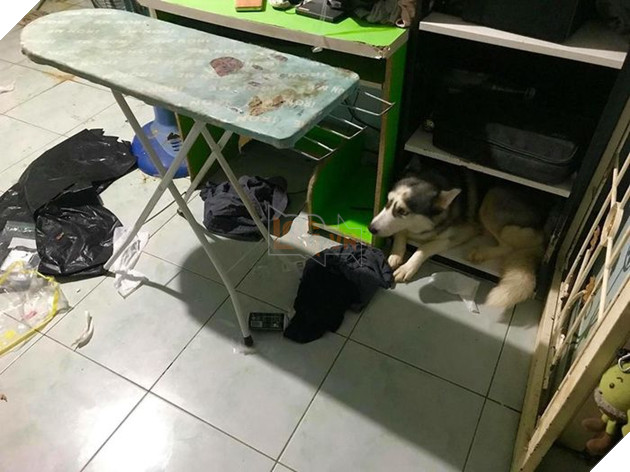 Kiếp Sen đáng thương: Boss đã quậy nát căn phòng mà còn có thái độ như thế này đây! 13