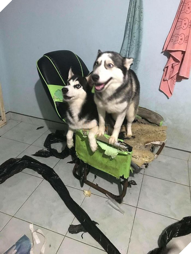 Kiếp Sen đáng thương: Boss đã quậy nát căn phòng mà còn có thái độ như thế này đây! 32