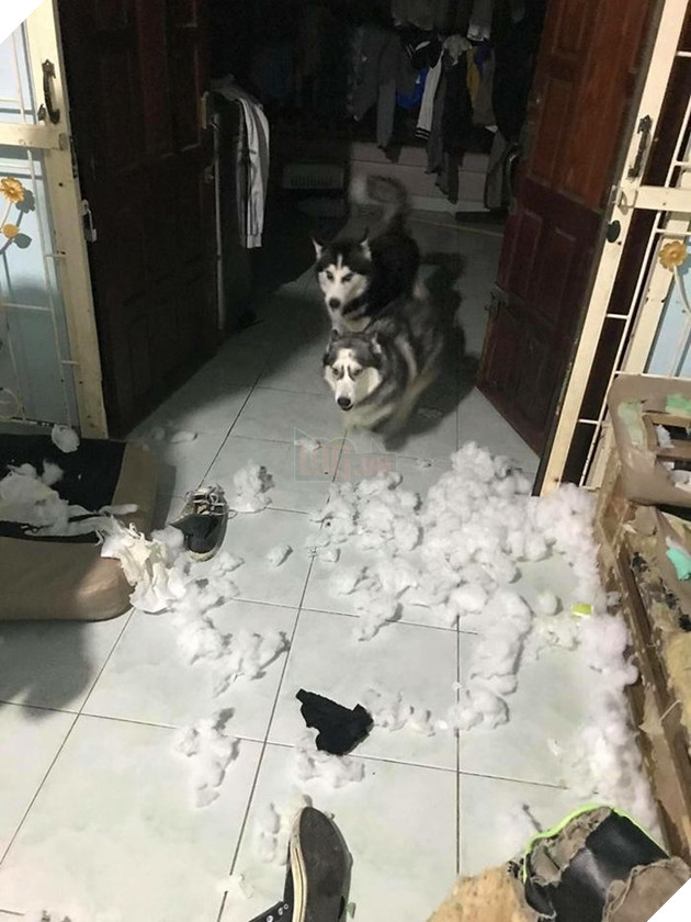 Kiếp Sen đáng thương: Boss đã quậy nát căn phòng mà còn có thái độ như thế này đây! 15