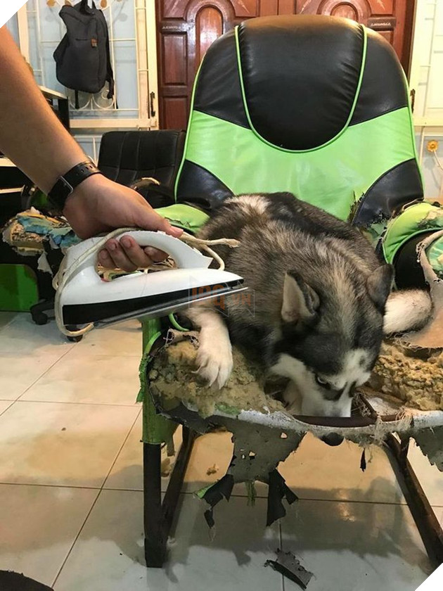 Kiếp Sen đáng thương: Boss đã quậy nát căn phòng mà còn có thái độ như thế này đây! 17