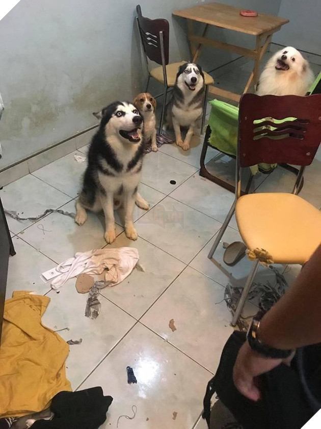 Kiếp Sen đáng thương: Boss đã quậy nát căn phòng mà còn có thái độ như thế này đây! 19