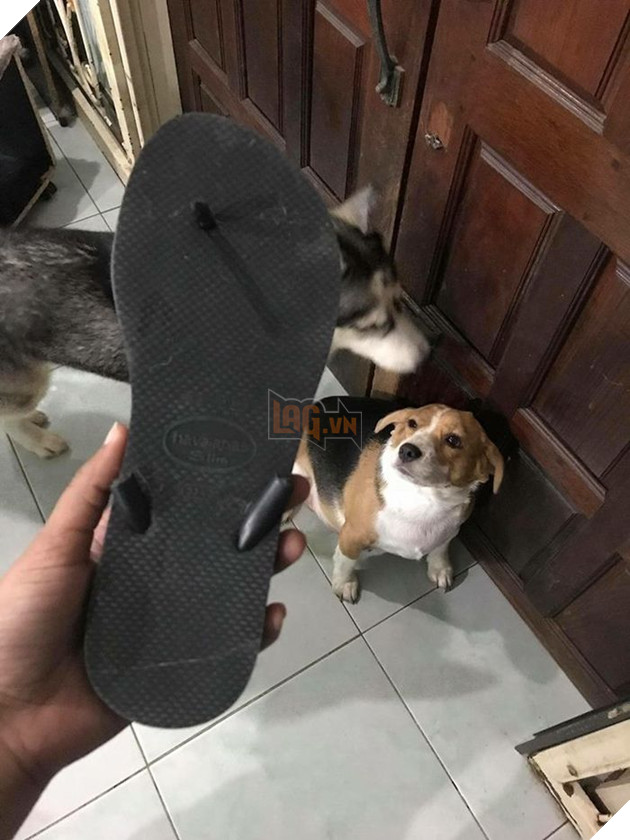 Kiếp Sen đáng thương: Boss đã quậy nát căn phòng mà còn có thái độ như thế này đây! 5