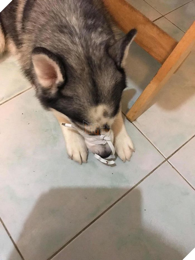 Kiếp Sen đáng thương: Boss đã quậy nát căn phòng mà còn có thái độ như thế này đây! 38