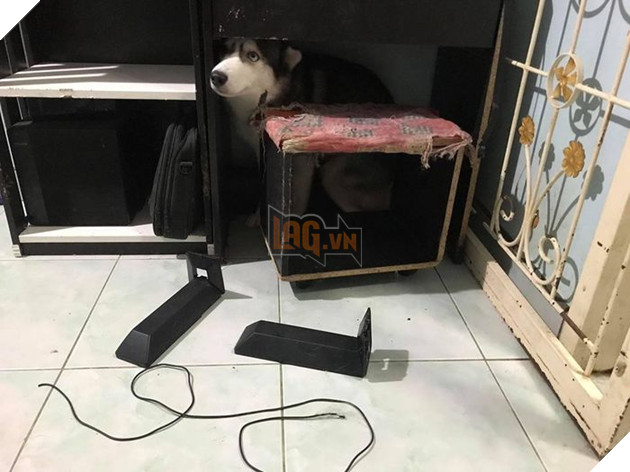 Kiếp Sen đáng thương: Boss đã quậy nát căn phòng mà còn có thái độ như thế này đây! 8