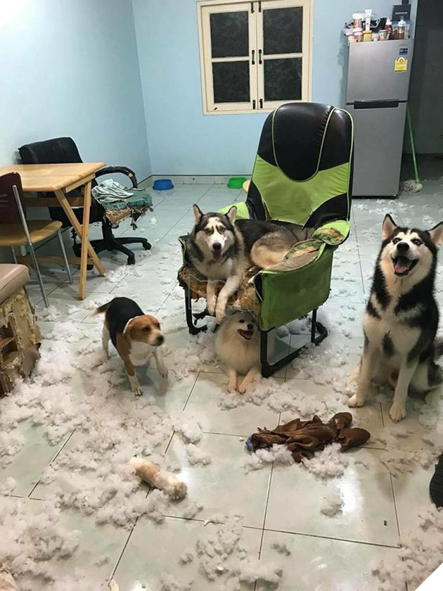 Kiếp Sen đáng thương: Boss đã quậy nát căn phòng mà còn có thái độ như thế này đây! 2