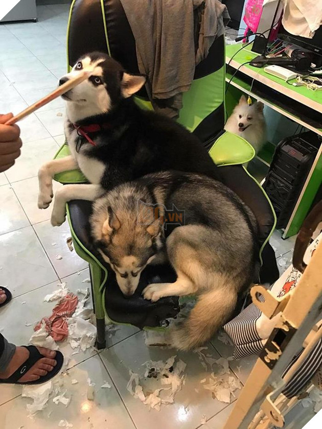 Kiếp Sen đáng thương: Boss đã quậy nát căn phòng mà còn có thái độ như thế này đây! 36