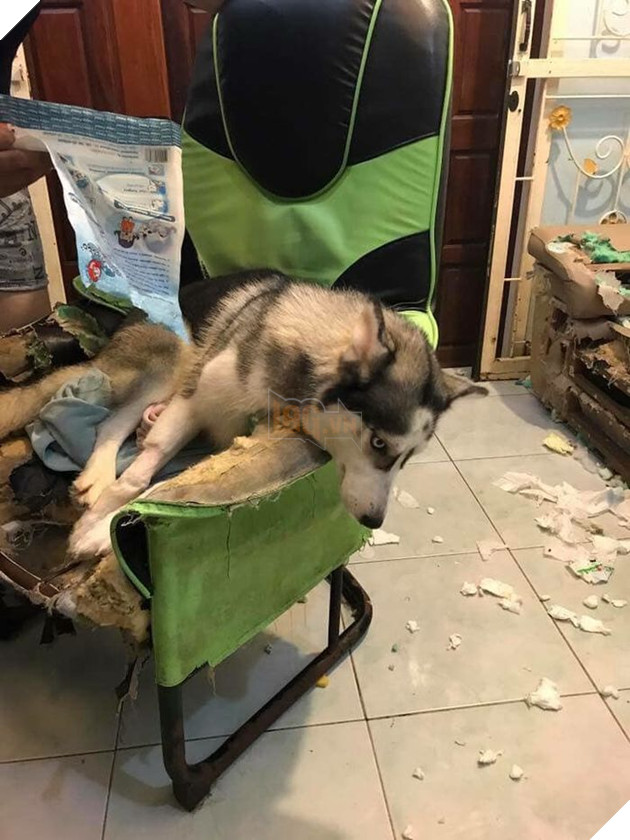 Kiếp Sen đáng thương: Boss đã quậy nát căn phòng mà còn có thái độ như thế này đây! 18