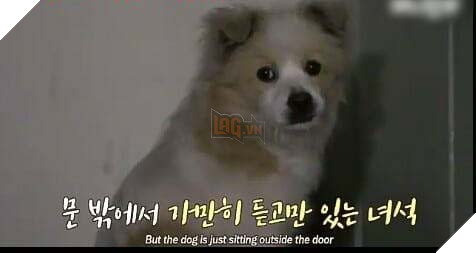 Chú chó hoang ngủ gật ở cầu thang chờ đợi tình thương hơi ấm của người qua đường