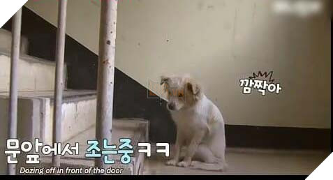 Chú chó hoang ngủ gật ở cầu thang chờ đợi tình thương hơi ấm của người qua đường 2