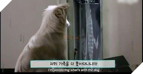 Chú chó hoang ngủ gật ở cầu thang chờ đợi tình thương hơi ấm của người qua đường 3