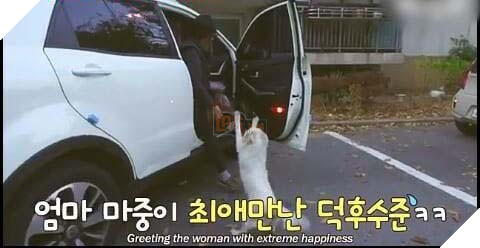 Chú chó hoang ngủ gật ở cầu thang chờ đợi tình thương hơi ấm của người qua đường 5