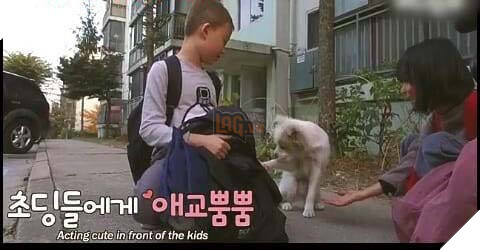 Chú chó hoang ngủ gật ở cầu thang chờ đợi tình thương hơi ấm của người qua đường 6