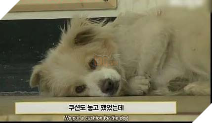 Chú chó hoang ngủ gật ở cầu thang chờ đợi tình thương hơi ấm của người qua đường 7