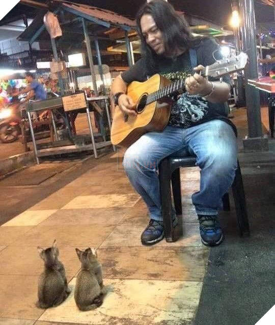 Thuong cam ca si duong pho bi ngo lo, 4 vi khan gia ‘dac biet’ lu luot toi ung ho tinh than Thương cảm ca sĩ đường phố bị ngó lơ, 4 vị khán giả ‘đặc biệt’ lũ lượt tới ủng hộ tinh thần