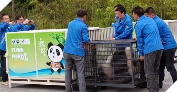 Malaysia buoc phai tra lai gau truc cho Trung Quoc vi tien thue va chi phi bao hiem qua dat 2 Malaysia buộc phải trả lại gấu trúc cho Trung Quốc vì tiền thuê và chi phí bảo hiểm quá đắt 2