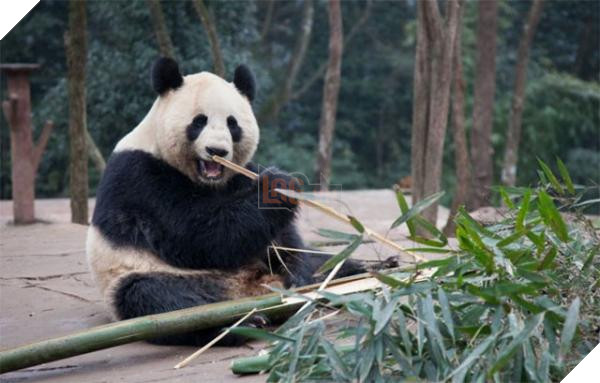 Malaysia buoc phai tra lai gau truc cho Trung Quoc vi tien thue va chi phi bao hiem qua dat Malaysia buộc phải trả lại gấu trúc cho Trung Quốc vì tiền thuê và chi phí bảo hiểm quá đắt