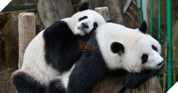 Malaysia buoc phai tra lai gau truc cho Trung Quoc vi tien thue va chi phi bao hiem qua dat 3 Malaysia buộc phải trả lại gấu trúc cho Trung Quốc vì tiền thuê và chi phí bảo hiểm quá đắt 3