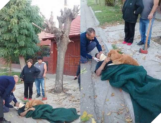 Chu bi nga cay bat tinh, chu cho trung thanh nhat quyet khong roi nua buoc 2 chú chó trung thành quyết không rời chủ nửa bước