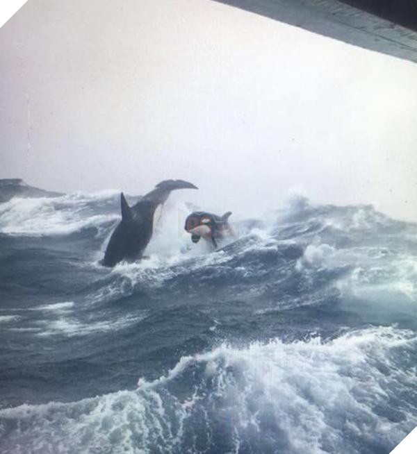 lost bird nhung buc anh ngac nhien 11