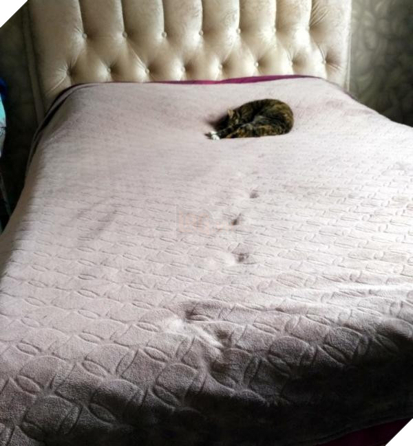 lost bird nhung buc anh ngac nhien 15