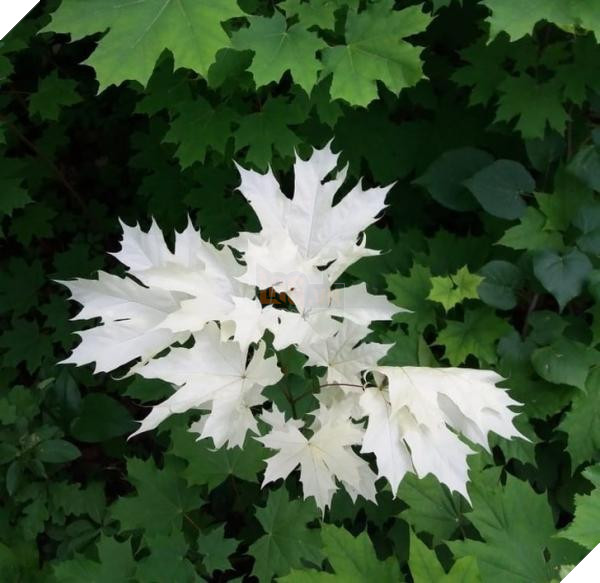 lost bird nhung buc anh ngac nhien 4