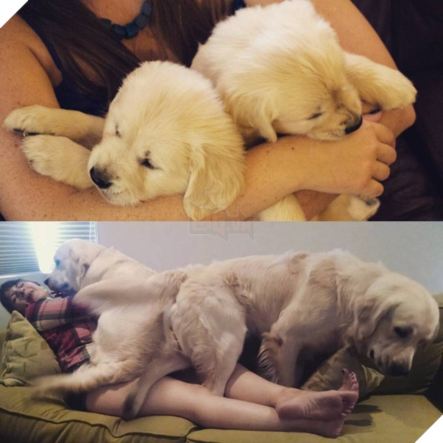 Cư dân mạng khoe ảnh cún cưng ngày ấy - bây giờ đầy cảm xúc, khiến chúng ta nhận ra thời gian trôi đi quá nhanh - Ảnh 10.