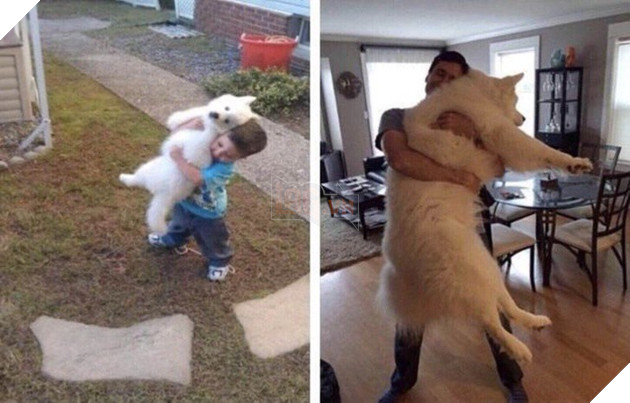 Cư dân mạng khoe ảnh cún cưng ngày ấy - bây giờ đầy cảm xúc, khiến chúng ta nhận ra thời gian trôi đi quá nhanh - Ảnh 7.