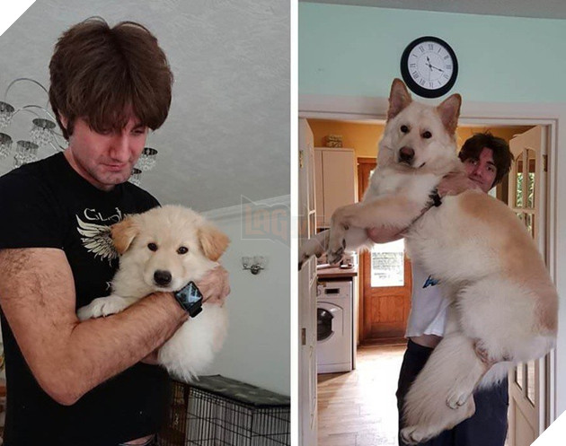 Cư dân mạng khoe ảnh cún cưng ngày ấy - bây giờ đầy cảm xúc, khiến chúng ta nhận ra thời gian trôi đi quá nhanh - Ảnh 3.