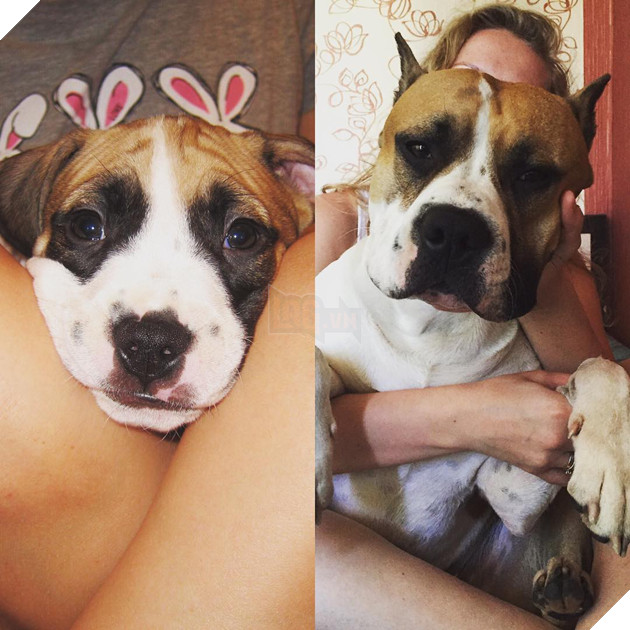 Cư dân mạng khoe ảnh cún cưng ngày ấy - bây giờ đầy cảm xúc, khiến chúng ta nhận ra thời gian trôi đi quá nhanh - Ảnh 11.