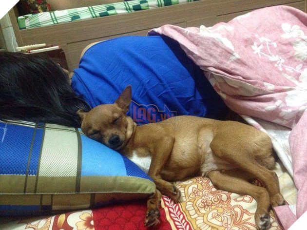 Ngoài kia trời trở lạnh, Boss ta tót ngay lên giường cùng các Sen