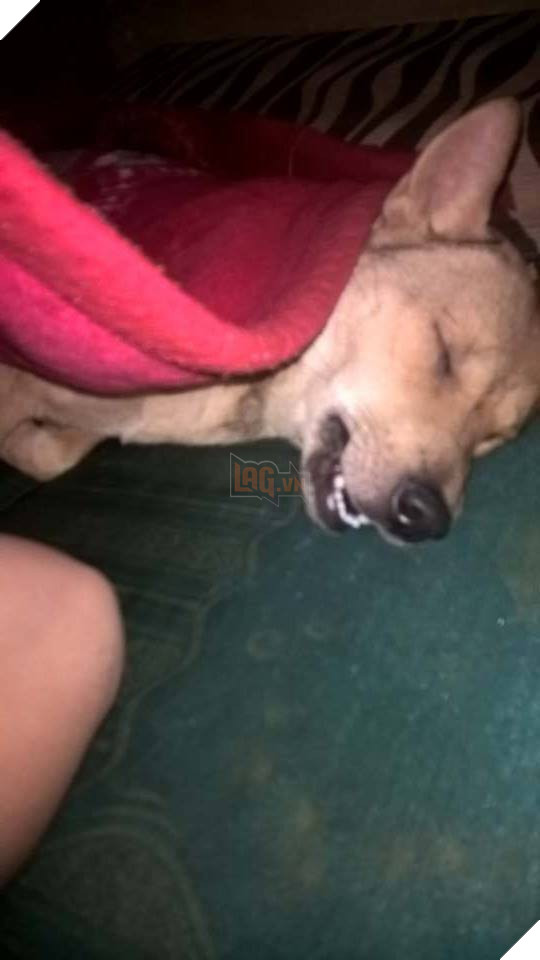 Ngoài kia trời trở lạnh, Boss ta tót ngay lên giường cùng các Sen 11