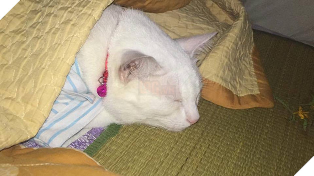 Ngoài kia trời trở lạnh, Boss ta tót ngay lên giường cùng các Sen 13