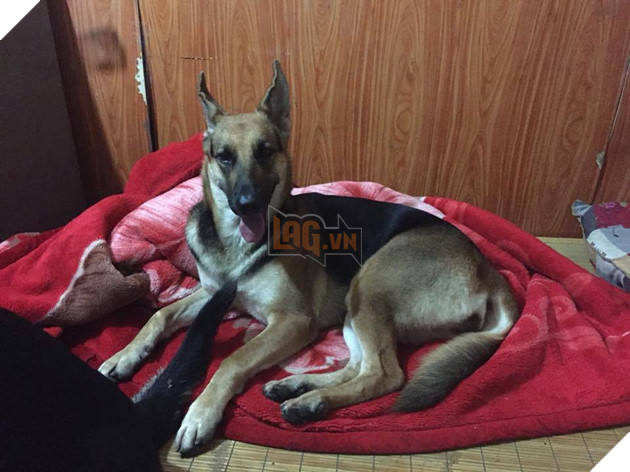 Ngoài kia trời trở lạnh, Boss ta tót ngay lên giường cùng các Sen 3