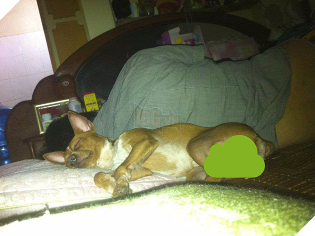 Ngoài kia trời trở lạnh, Boss ta tót ngay lên giường cùng các Sen 4