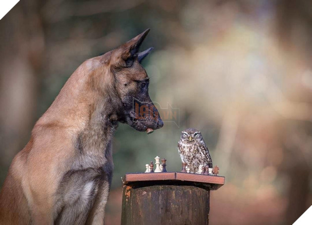 Đôi bạn thân Cú mèo Becgie: Cứ thế bên nhau, lặng lẽ và thấu hiểu 2