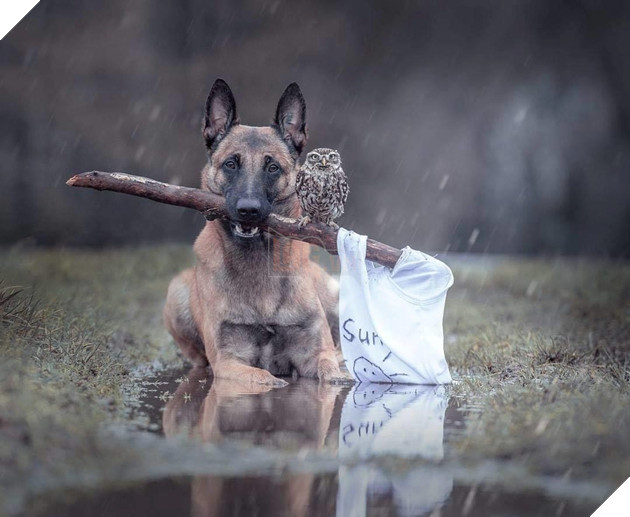 Đôi bạn thân Cú mèo Becgie: Cứ thế bên nhau, lặng lẽ và thấu hiểu 6