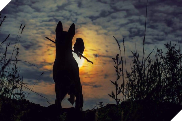 Đôi bạn thân Cú mèo Becgie: Cứ thế bên nhau, lặng lẽ và thấu hiểu 3