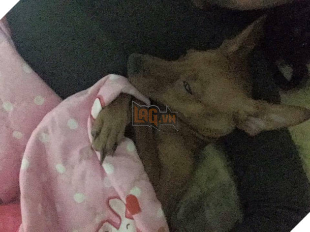 Ngoài kia trời trở lạnh, Boss ta tót ngay lên giường cùng các Sen 6