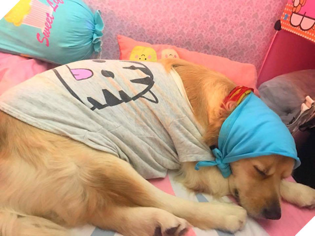 Ngoài kia trời trở lạnh, Boss ta tót ngay lên giường cùng các Sen 8