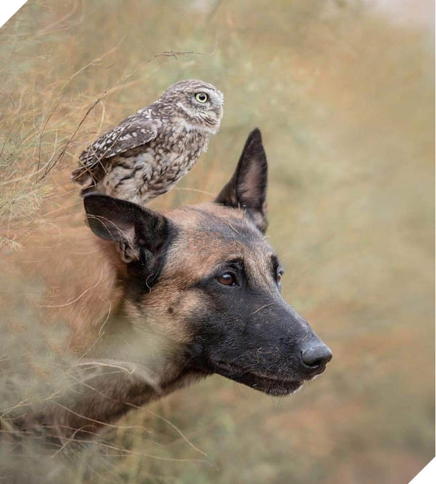 Đôi bạn thân Cú mèo Becgie: Cứ thế bên nhau, lặng lẽ và thấu hiểu