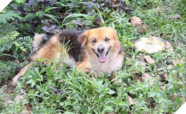 Chú chó trung thành ngồi 7 tháng ngoài vỉa hè đợi chủ và cái kết ấm lòng