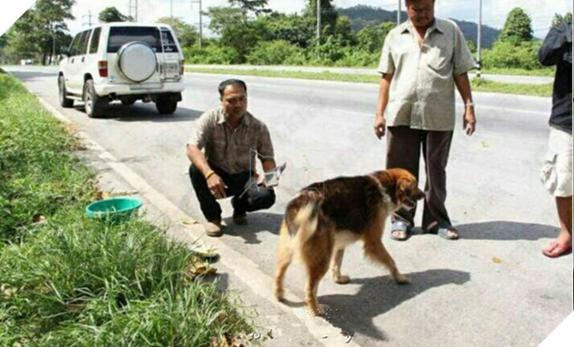 Chú chó trung thành ngồi 7 tháng ngoài vỉa hè đợi chủ và cái kết ấm lòng 2