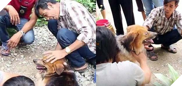 Chú chó trung thành ngồi 7 tháng ngoài vỉa hè đợi chủ và cái kết ấm lòng 3
