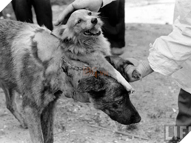 16 bức ảnh đáng sợ sẽ khiến bạn ám ảnh không ngừng vì sự kì dị của chúng - Ảnh 7.