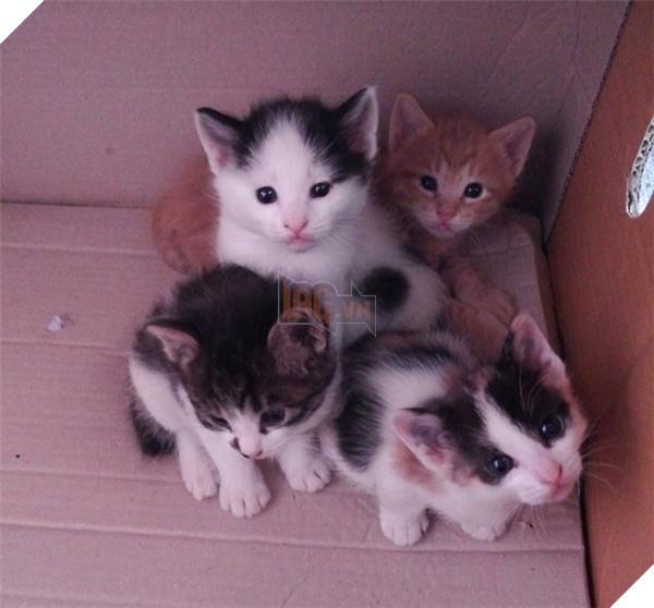 Câu chuyện về sở cảnh sát tại Hàn thu nạp “cảnh miêu” gây xúc động mạnh 2