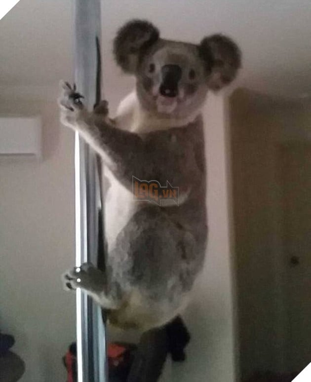 3665cd7200000578 3696715 a koala has been caught on film shimmying up and down a silver p m 22 1468893241736