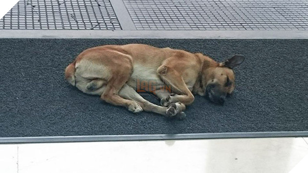 Chó hoang ngồi đợi suốt 6 tháng trời chỉ vì cô gái vuốt ve chú