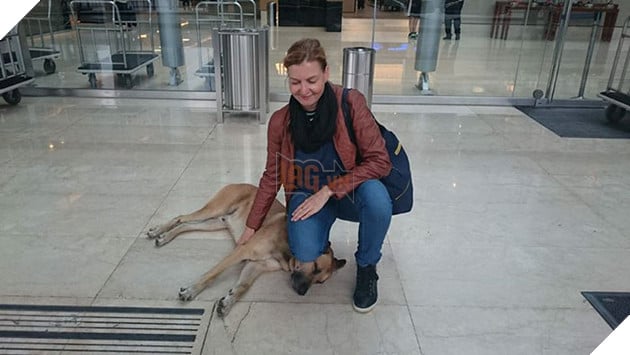 Chó hoang ngồi đợi suốt 6 tháng trời chỉ vì cô gái vuốt ve chú 2